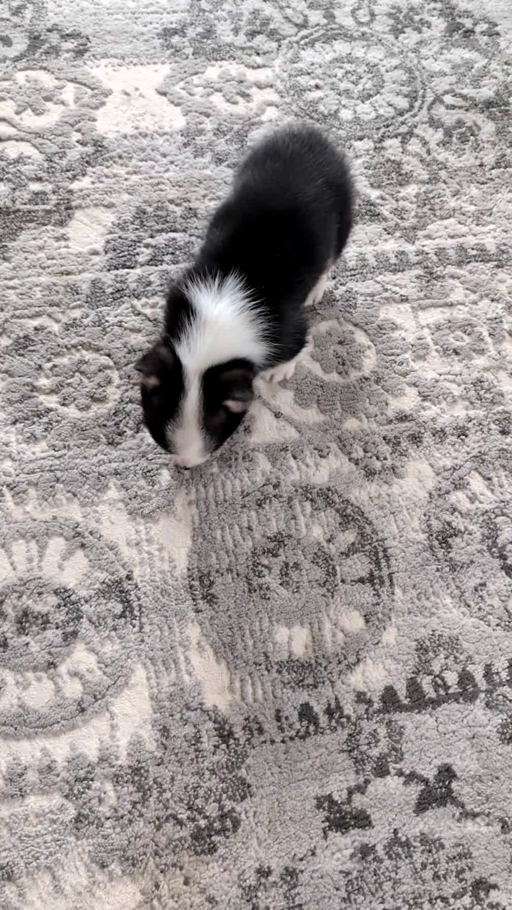 Welsh Corgi Pembroke dogs for sale: Felicity  - Video 2