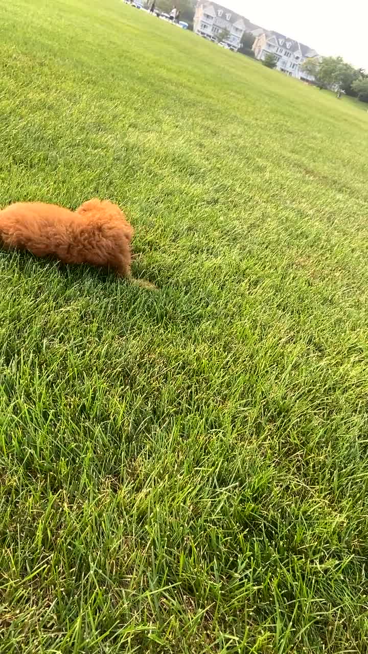Miniature Poodle dogs for sale: Miniature Poodle 1 - Video 3