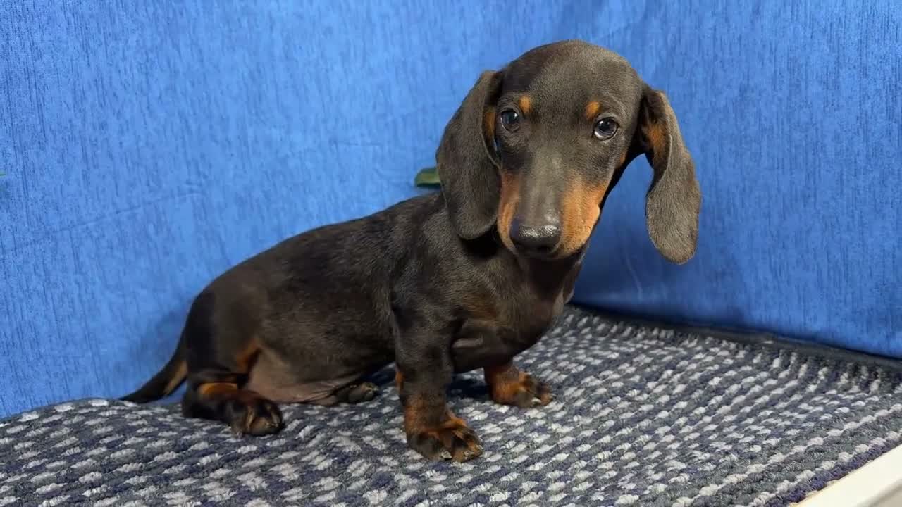Miniature Dachshund dogs for sale: Miniature Dachshund 2 - Video 2