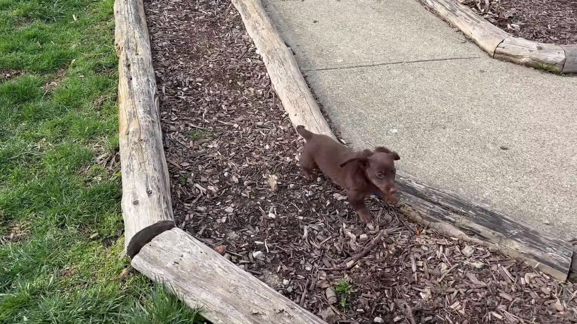 Miniature Dachshund dogs for sale: Austin - Video 1