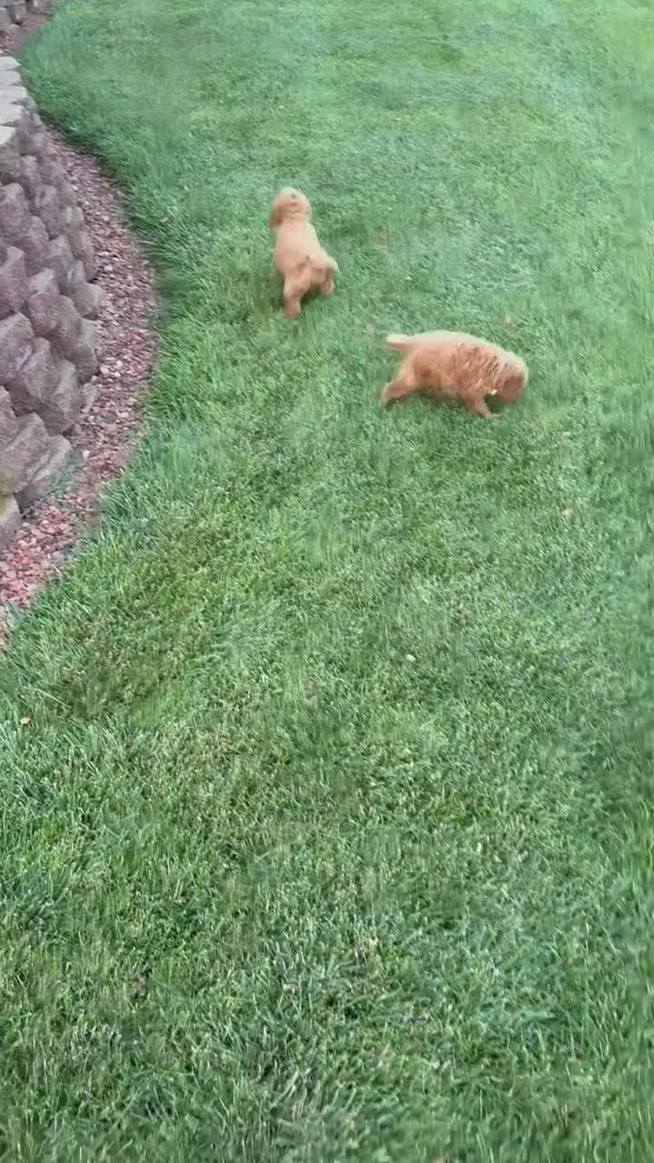 Cavapoo dogs for sale: Caesar - Video 3