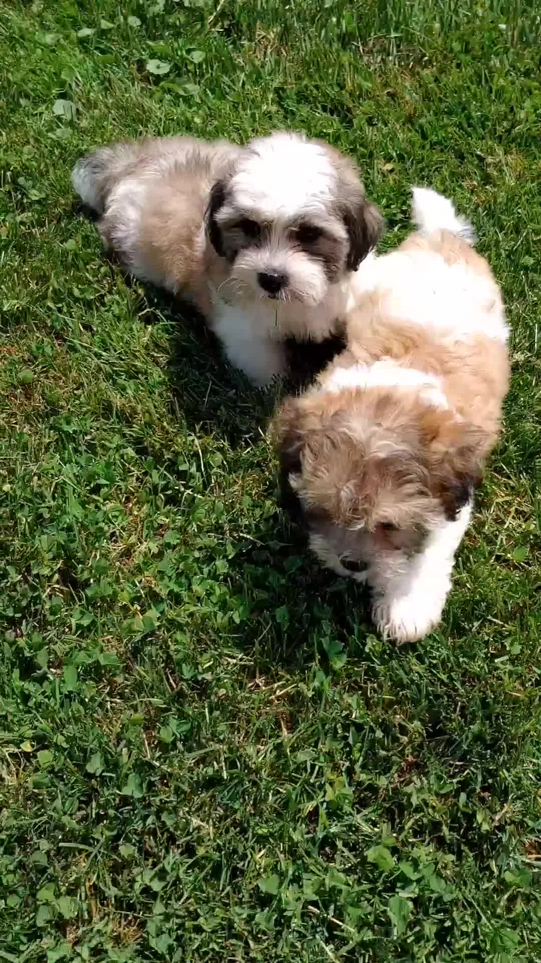 Teddy Bear dogs for sale: Chip - Video 1