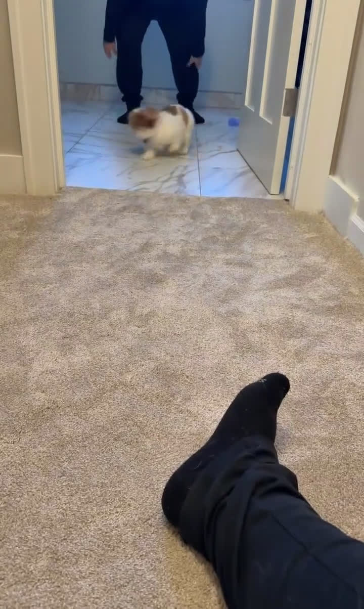 Pekingese dogs for sale: Pekingese Puppy 1 - Video 1