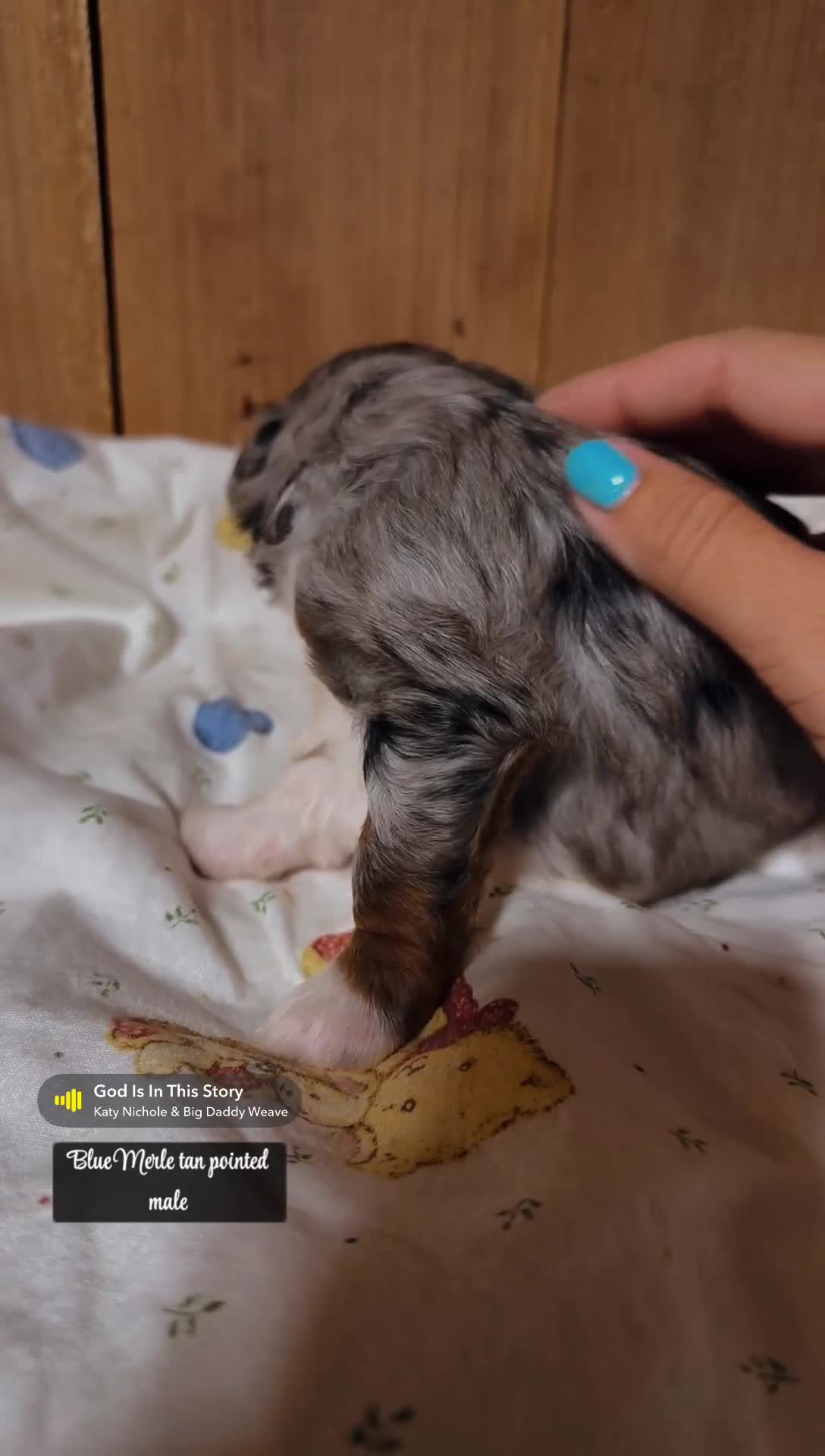 Mini Bernedoodle dogs for sale: Silas - Blue Merle Mini Bernedoodle - Video 1
