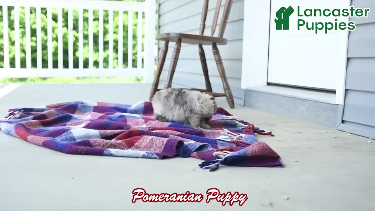 Pomeranian dogs for sale: Rusty - Video 1
