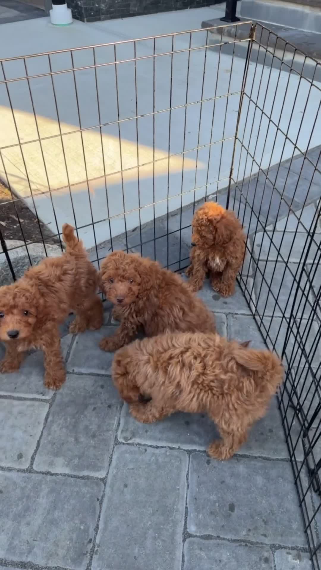 Toy Poodle dogs for sale: Alex - Video 2