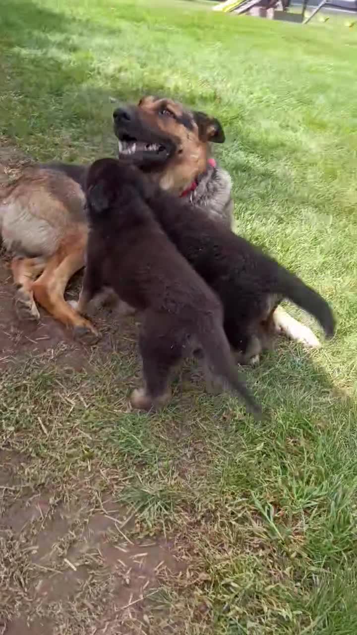 German Shepherd dogs for sale: Shadow - Video 2