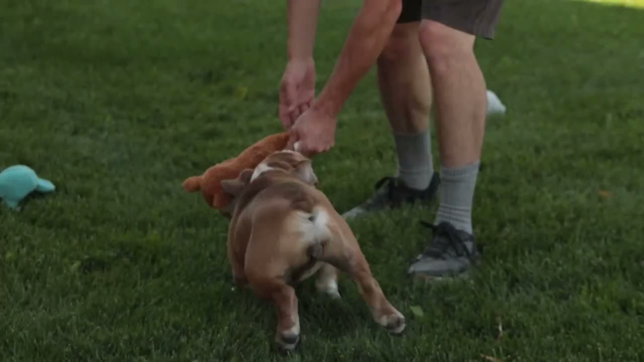 English Bulldog dogs for sale: Dream English Bulldog leash trained and crate training in progress - Video 1