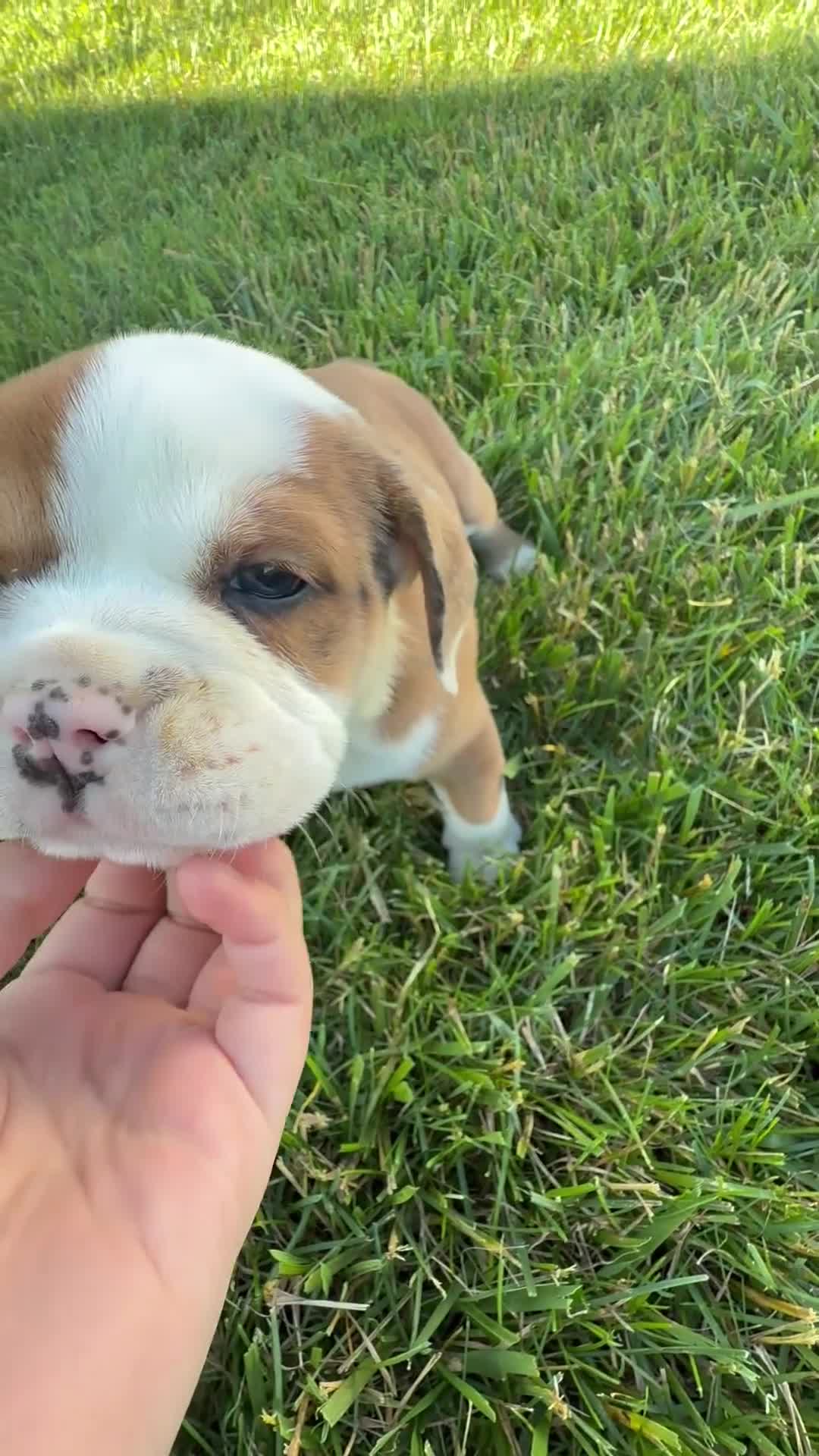 Beabull dogs for sale: Cole - Video 1