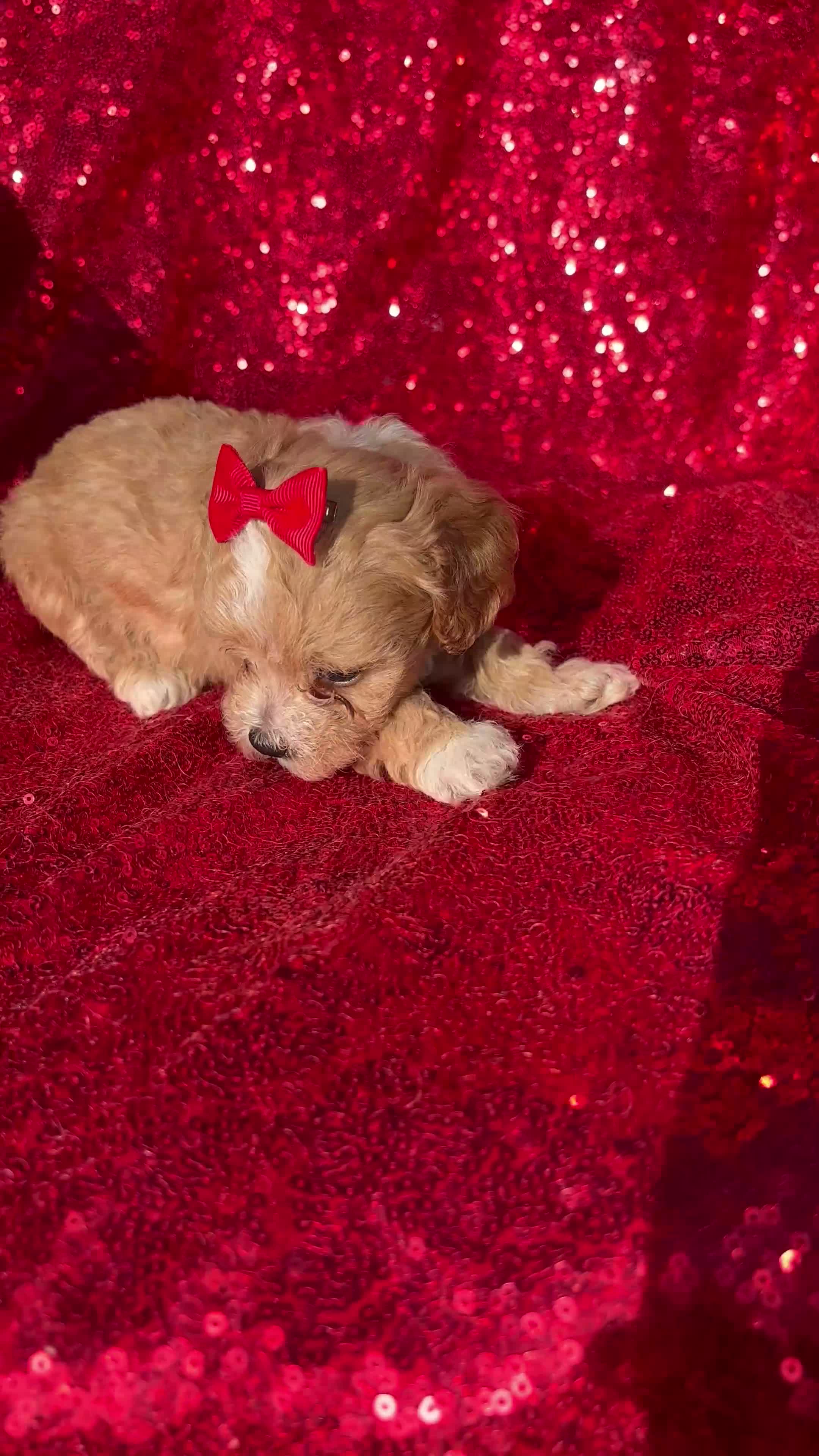 Toy Poodle dogs for sale: Toy Poodle 1 - Video 2