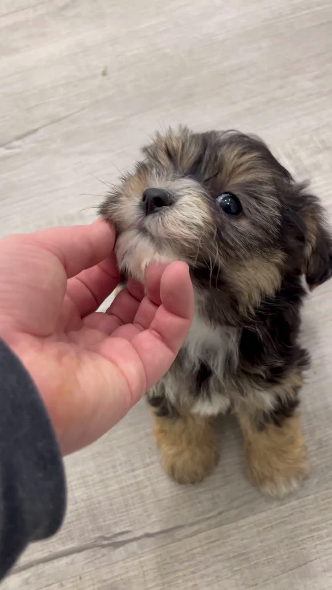 Yochon dogs for sale: Maggie - Video 1