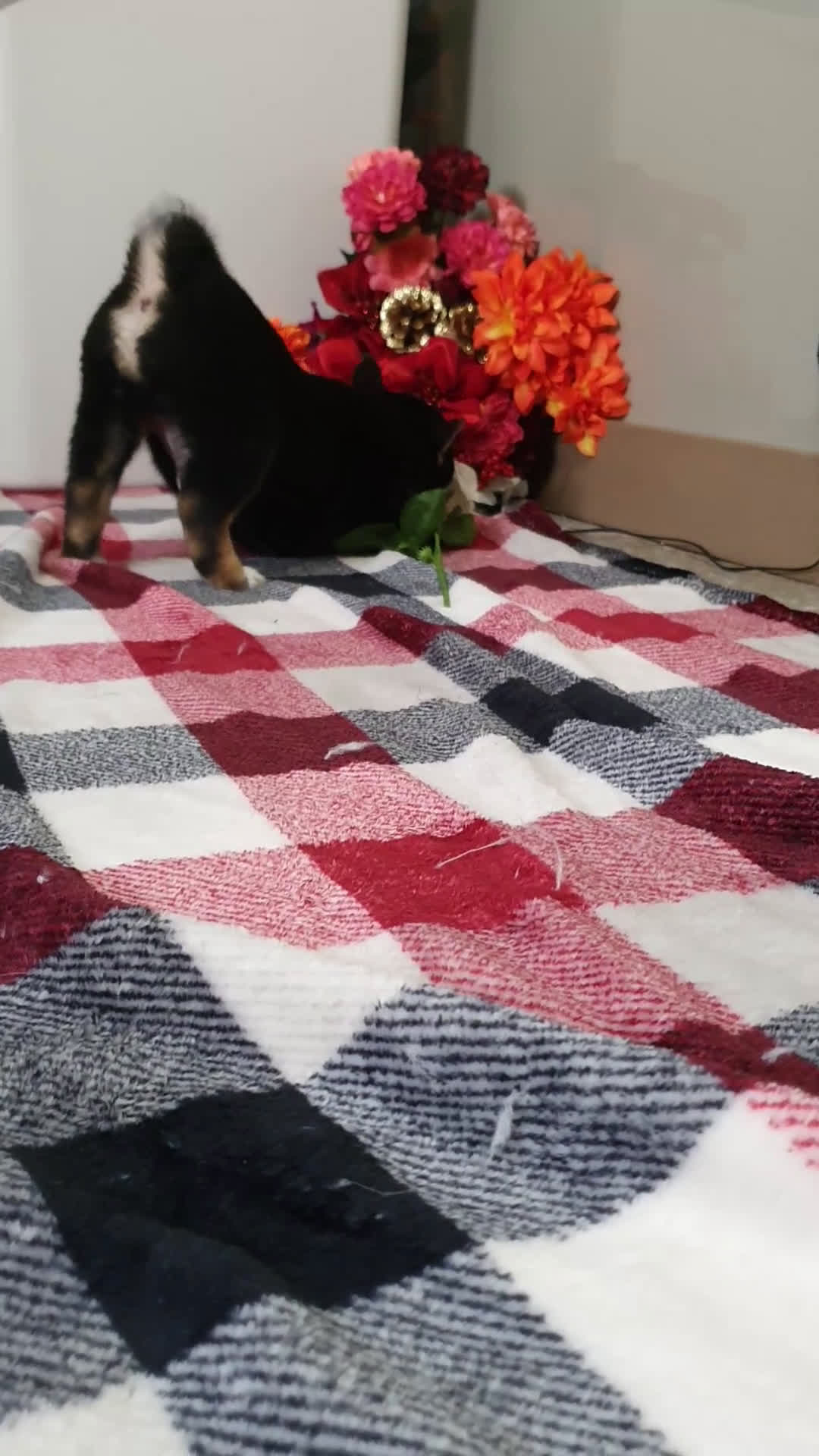 Shiba Inu dogs for sale: Buddy  - Video 1