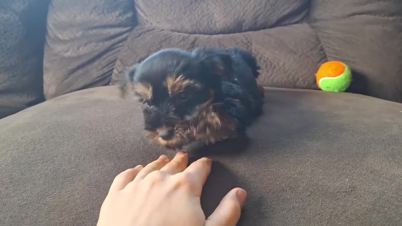 Yorkshire Terrier dogs for sale: Reba - Video 2