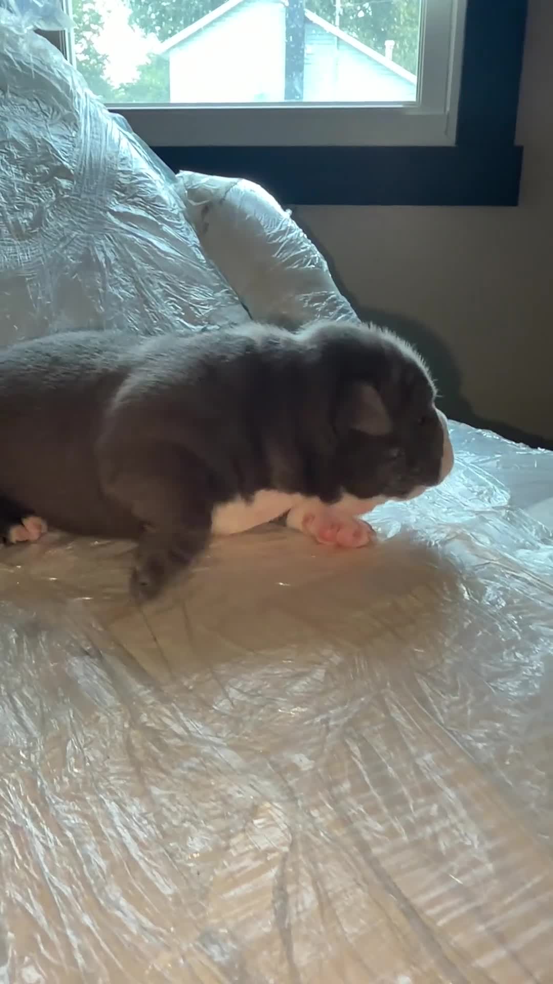 American Bully dogs for sale: American Bully 1 - Video 1