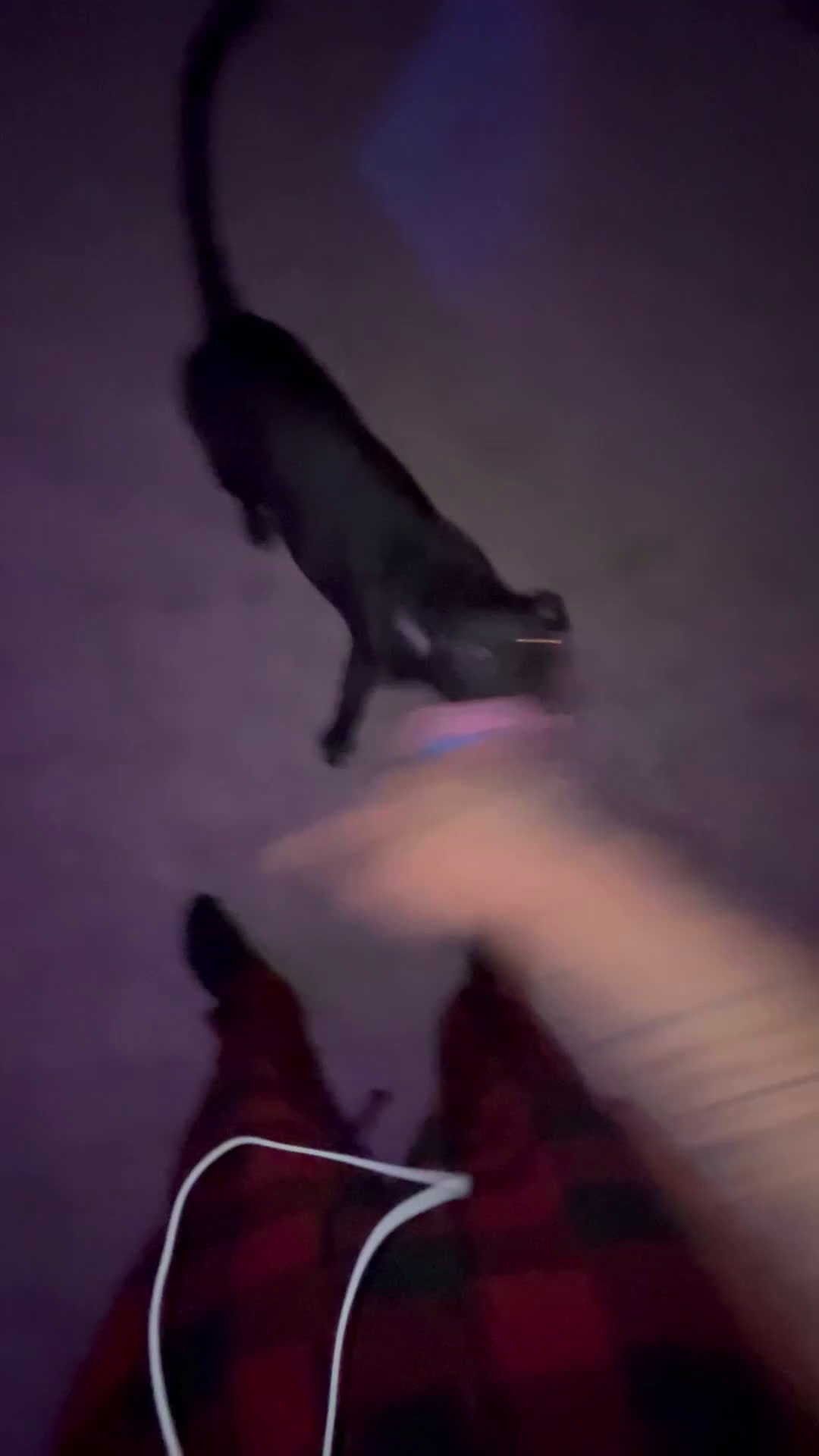 Mixed Breed dogs for sale: Midnight - Video 4