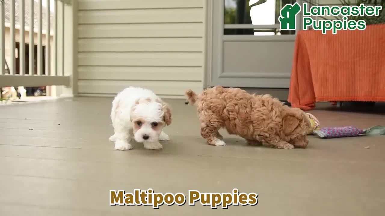 Maltipoo dogs for sale: Olivia - Video 1
