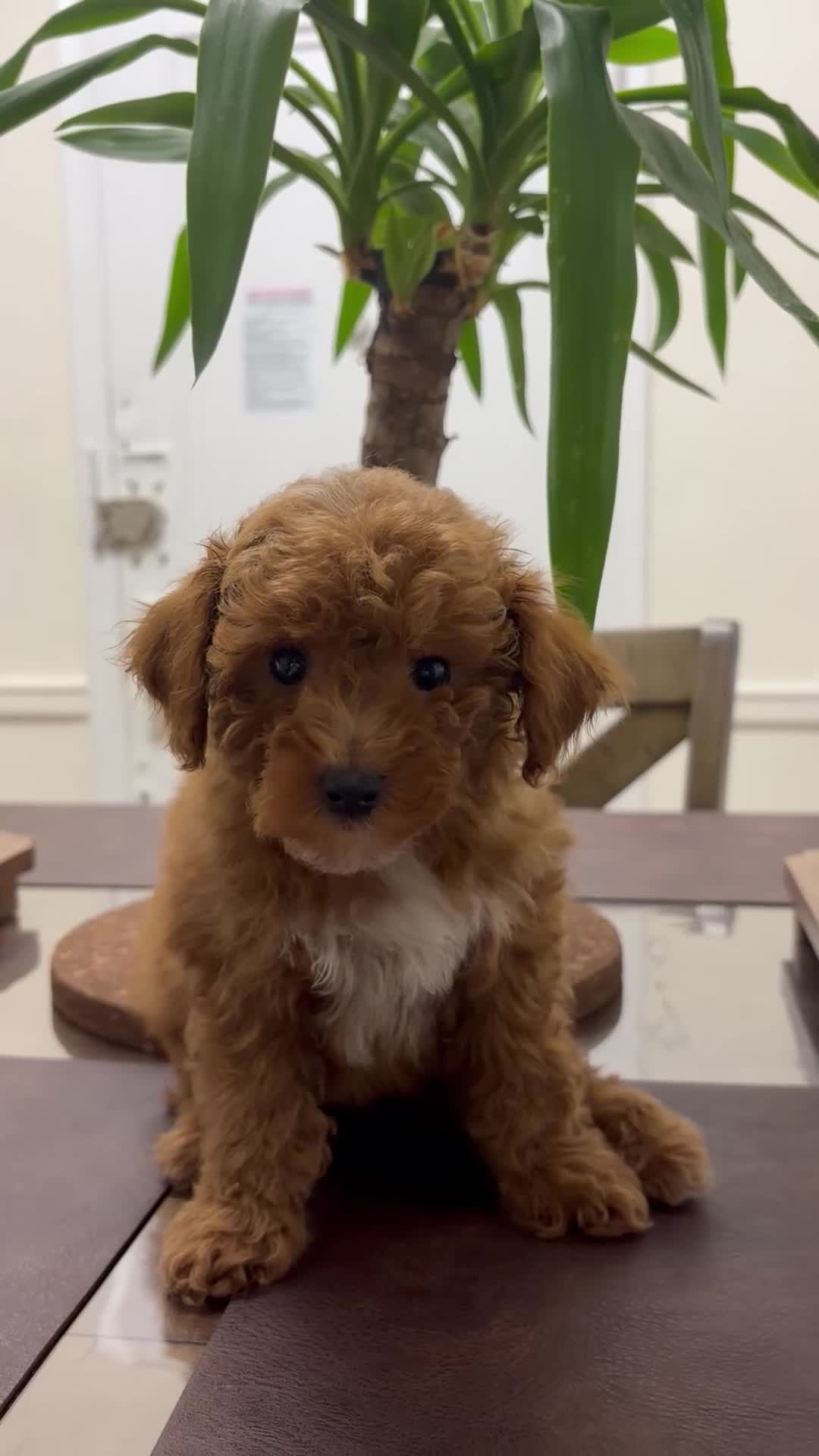 Toy Poodle dogs for sale: Zip - Video 1
