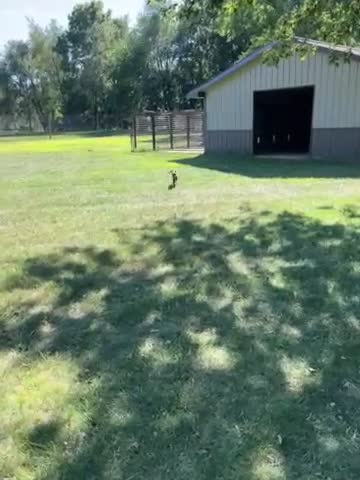 Labrador Retriever dogs for sale: Labrador Retriever 2 - Video 1