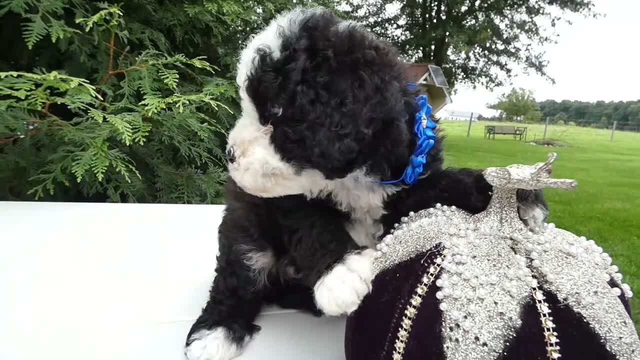 Mini Bernedoodle dogs for sale: Mini Bernedoodle 1 Kelly - Video 1