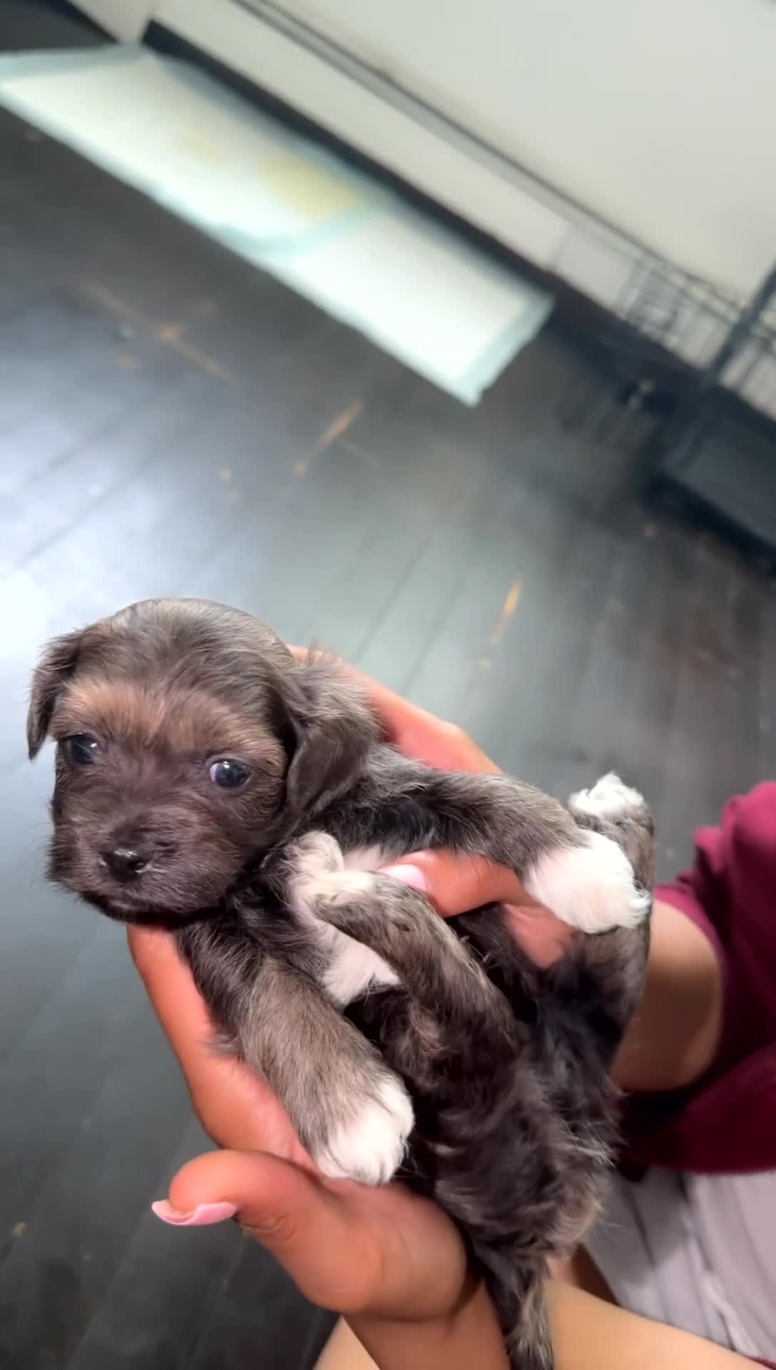 Mixed Breed dogs for sale: Mixed Breed 4 - Video 2