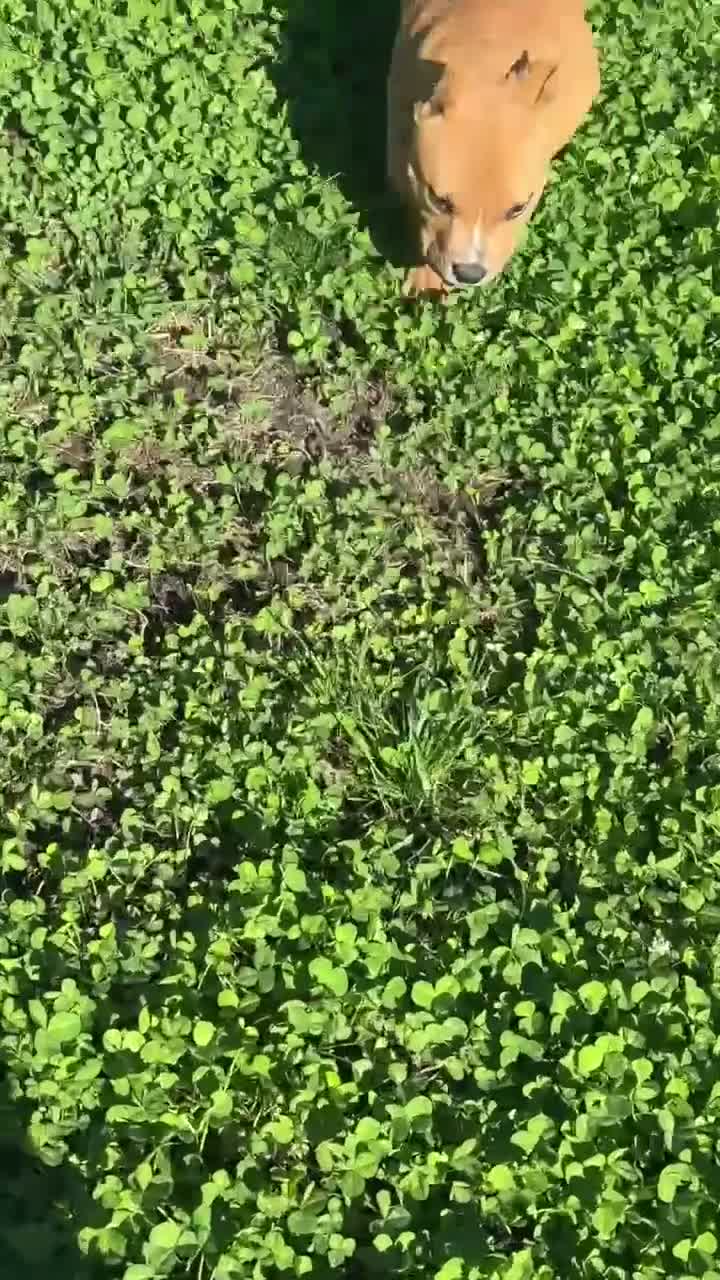 American Bully dogs for sale: Polo - Video 1