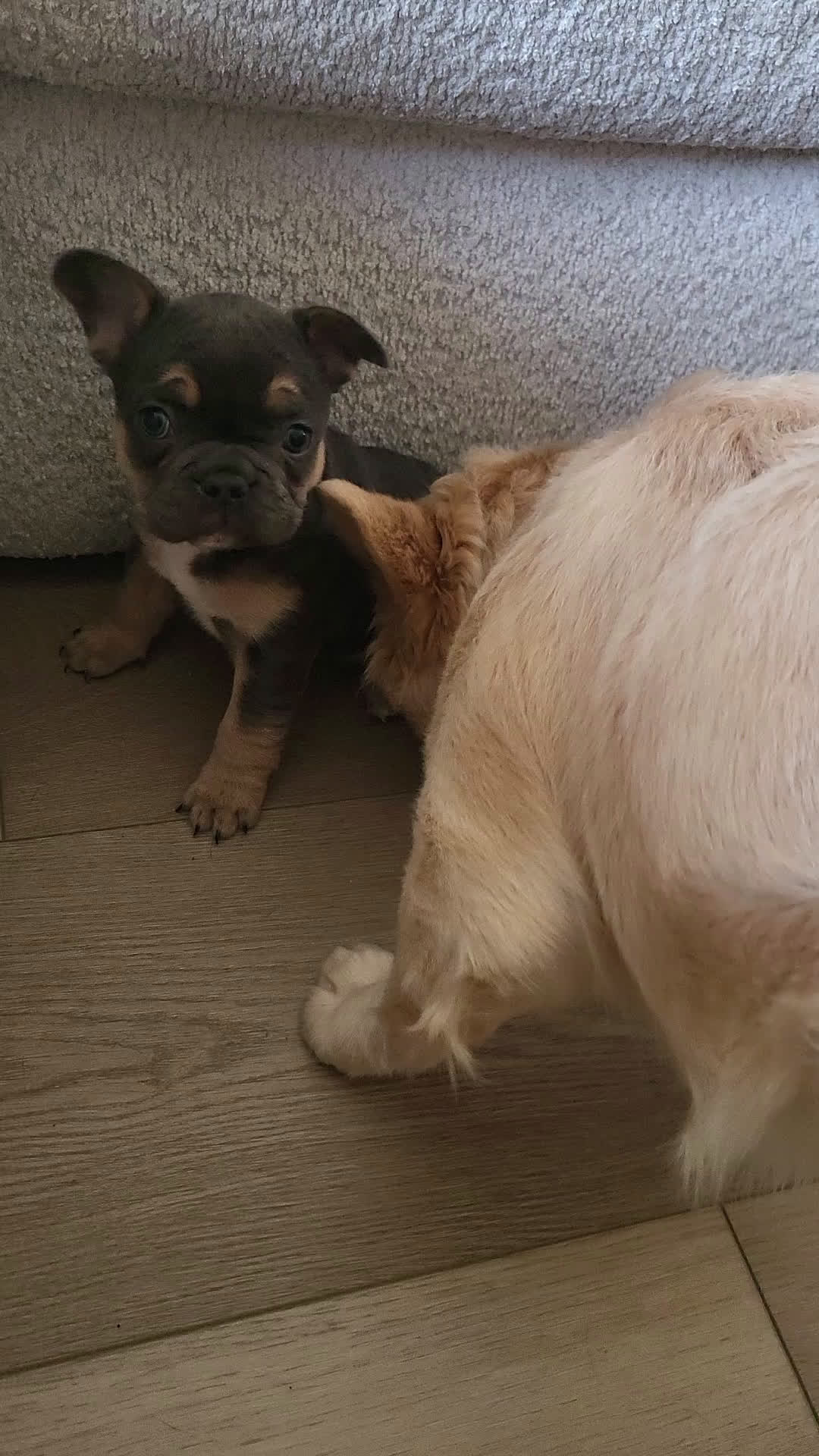 French Bulldog dogs for sale: Stormie - Video 1