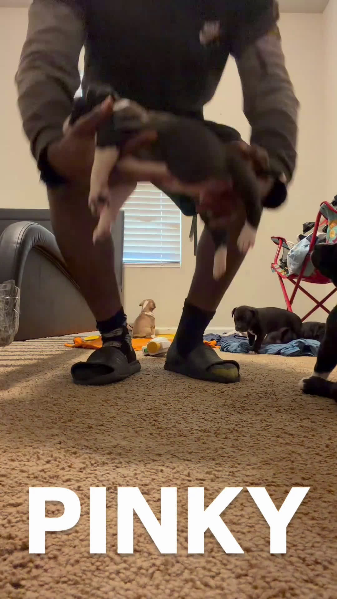 Mixed Breed dogs for sale: Mixed Breed Puppy 3 - Video 1