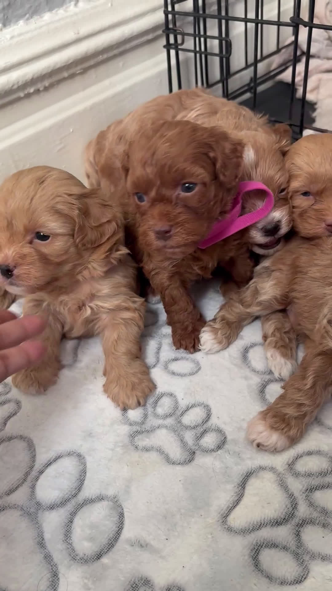 Shihpoo dogs for sale: Minnie  - Video 1