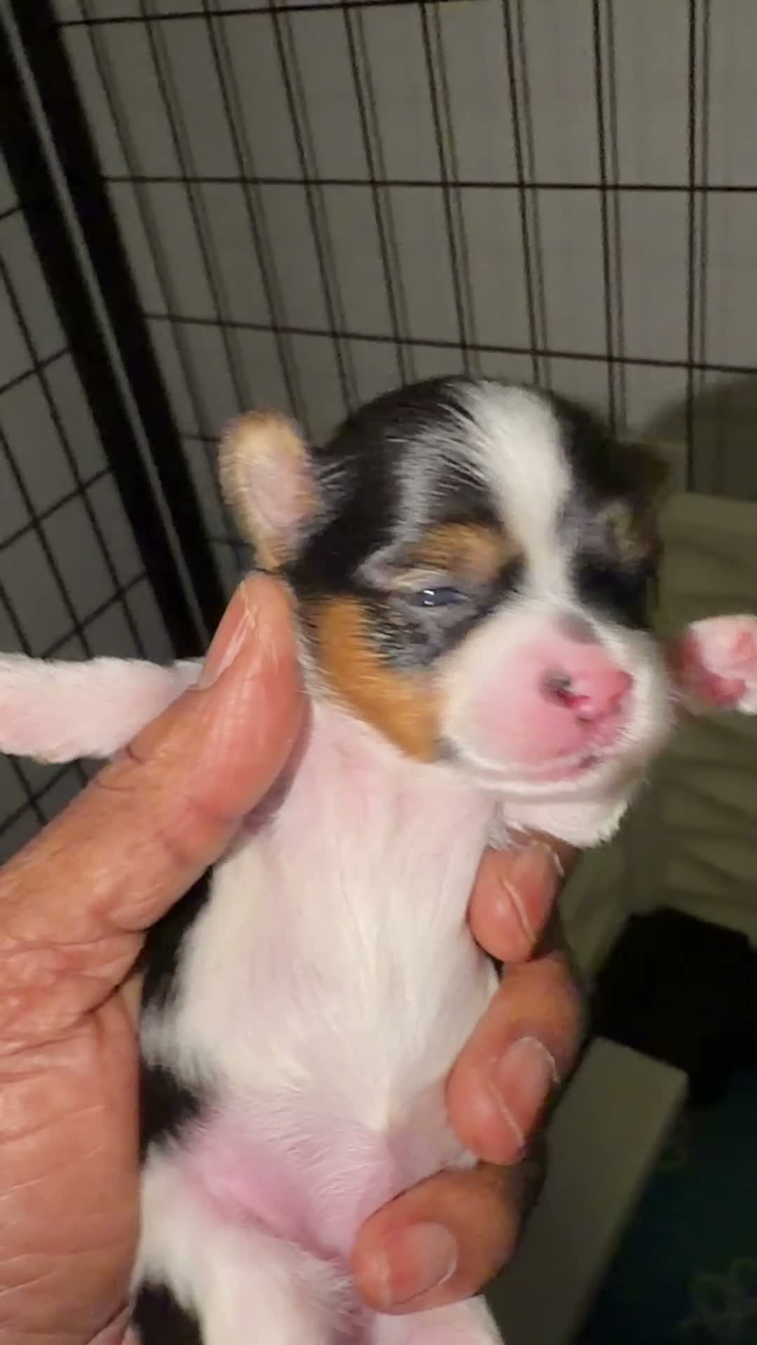 Yorkshire Terrier dogs for sale: Autumn | Yorkshire Terrier 2 - Video 1