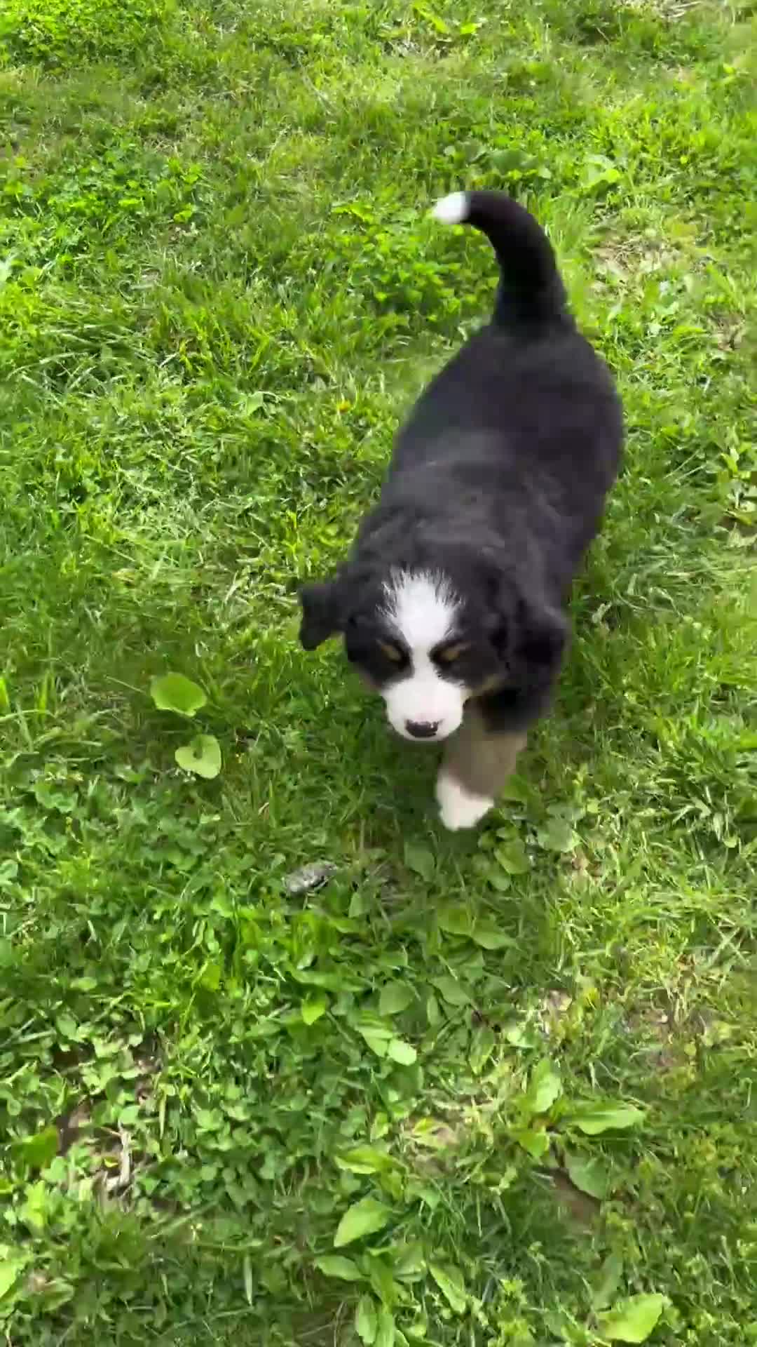 Bernese Mountain Dog dogs for sale: Callie - Video 1