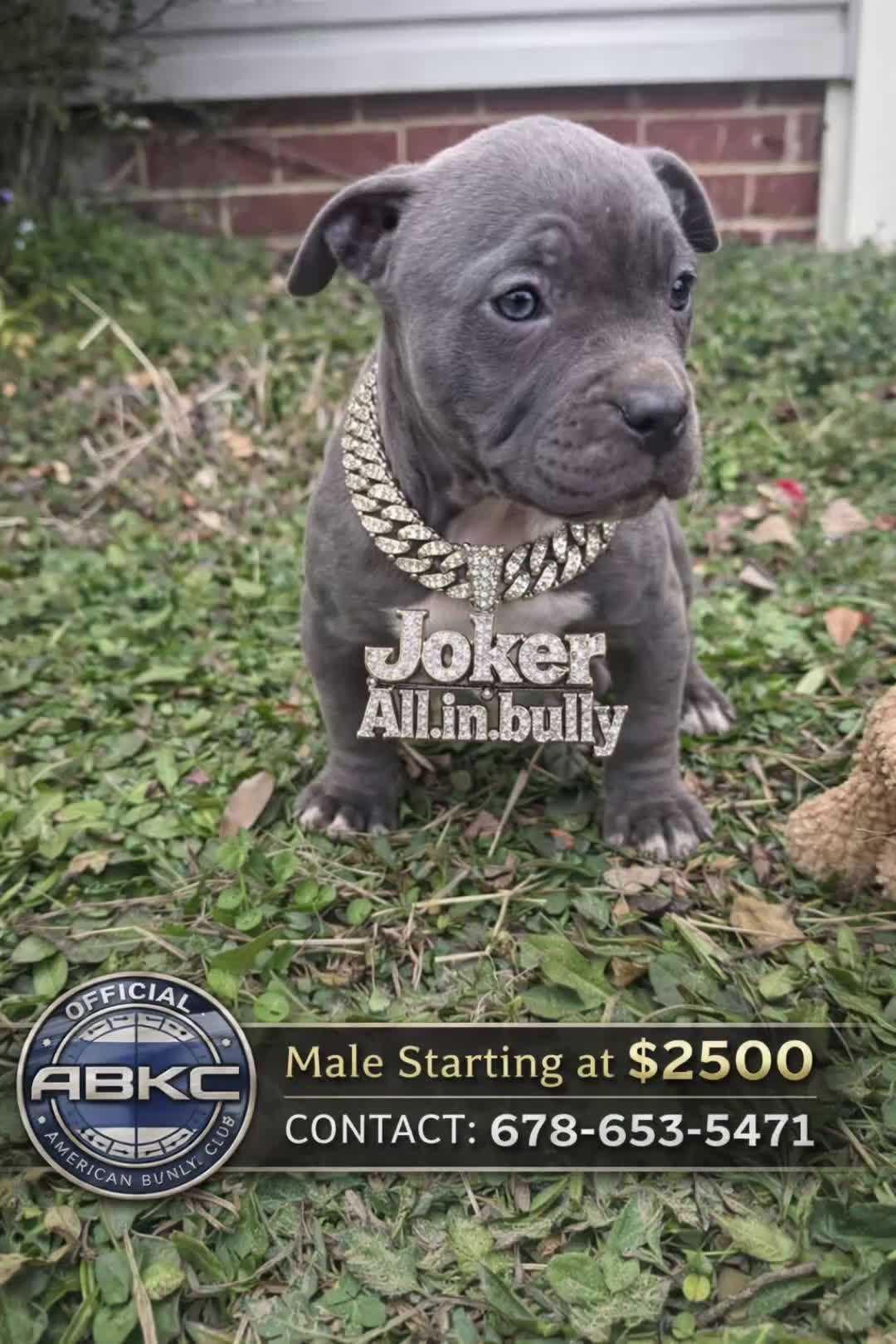 American Bully dogs for sale: Big Momma - Video 1