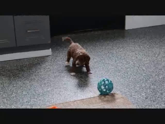 Mini Goldendoodle dogs for sale: Sarge - Video 3