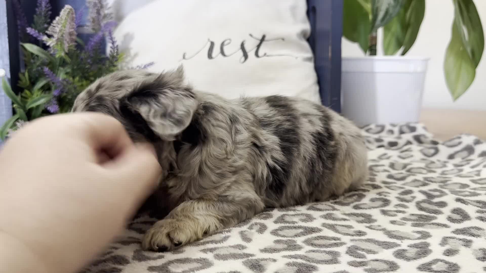 French Bulldog dogs for sale: French Bulldog Puppy 5 - Video 1