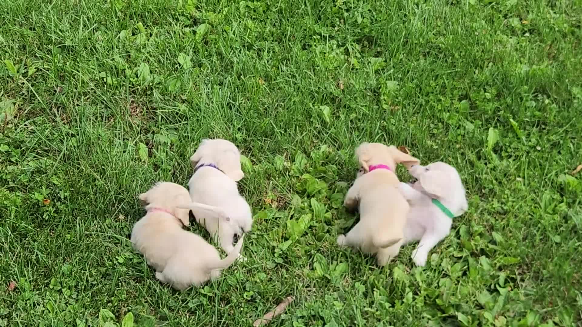 Miniature Dachshund dogs for sale: Berry - Video 1