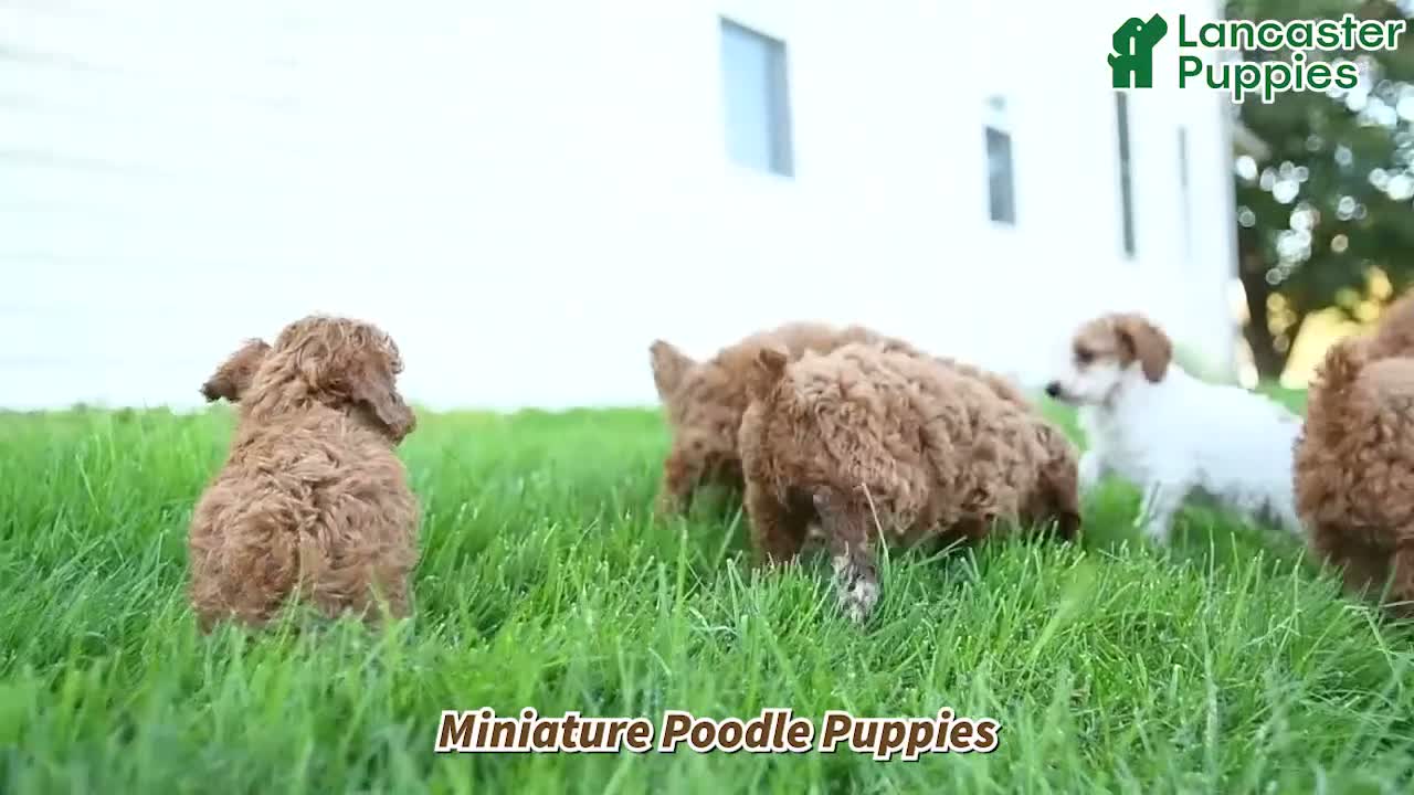 Miniature Poodle dogs for sale: Lulu - Video 1