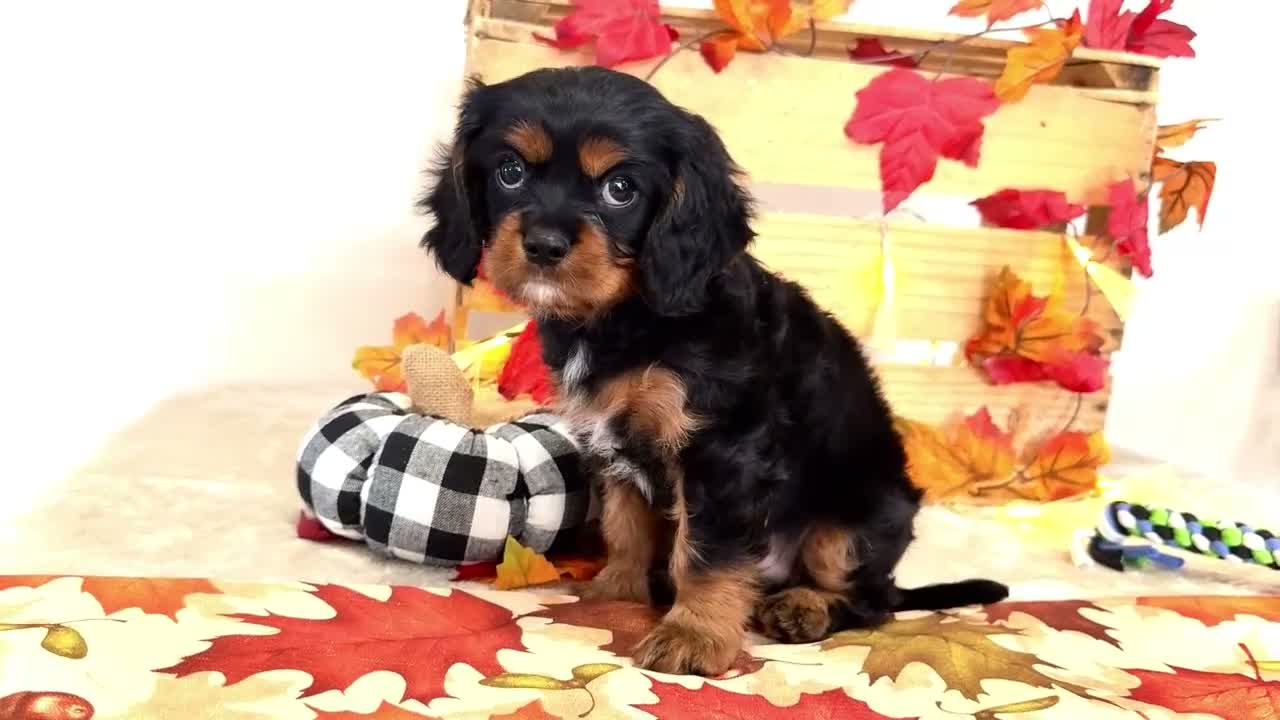 Cavalier King Charles Spaniel dogs for sale: Isaiah - Video 1