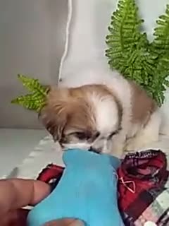 Shih Tzu dogs for sale: Myles - Video 1