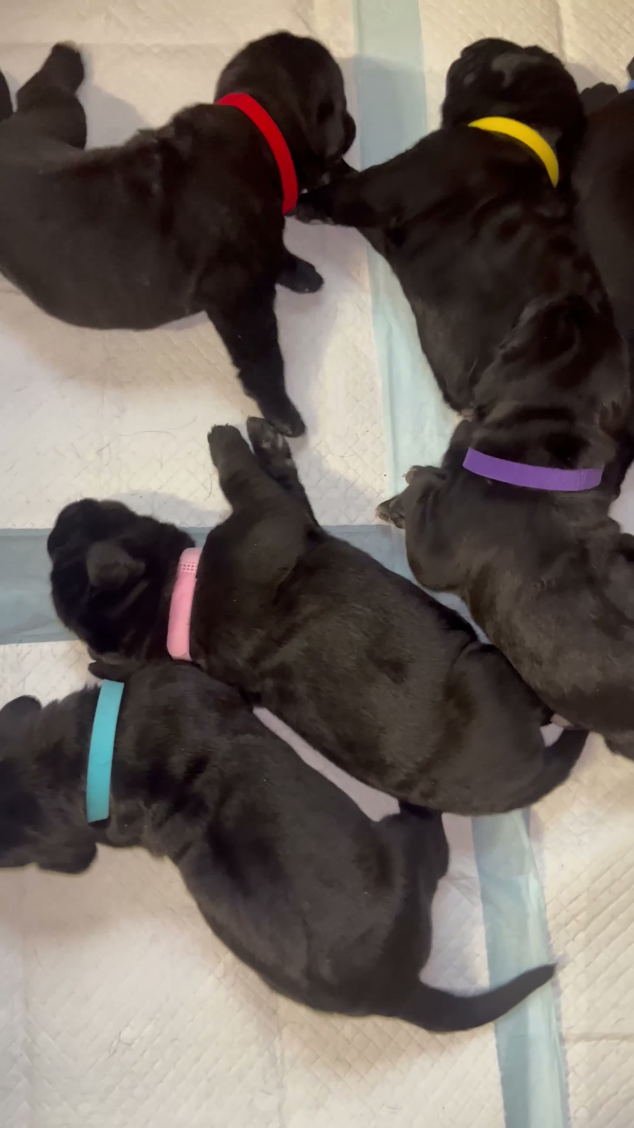 Cane Corso dogs for sale: Lotus  - Video 1