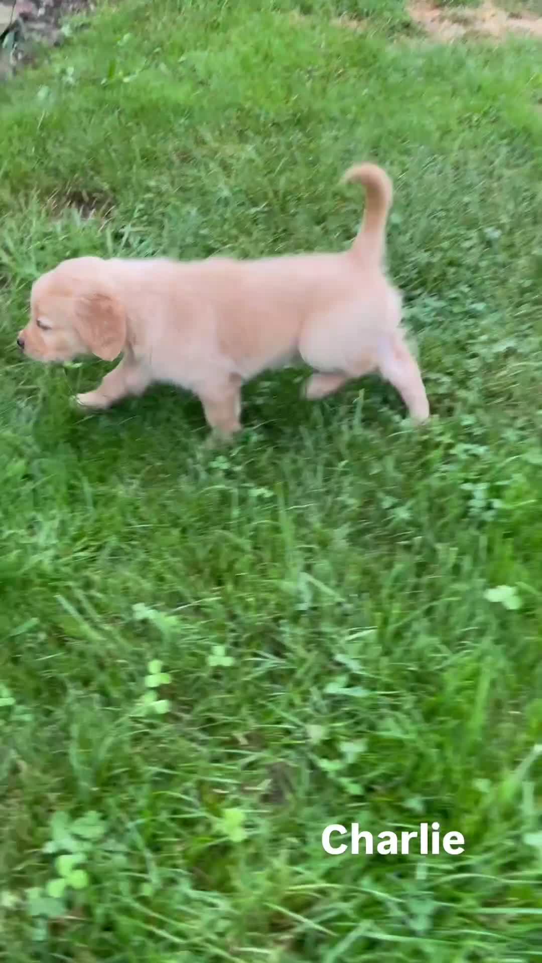 Golden Retriever dogs for sale: Charlie - Video 1