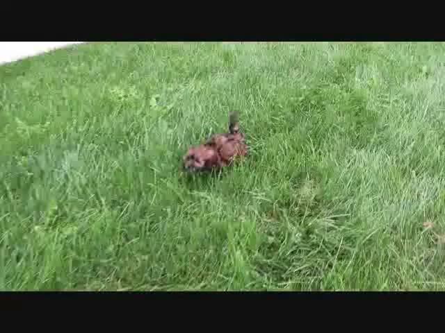 Shihpoo dogs for sale: Denver - Video 1
