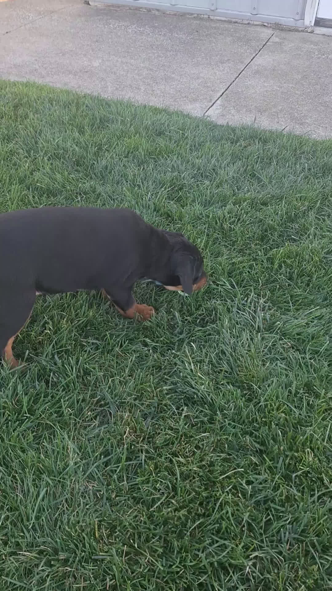 Mixed Breed dogs for sale: Jane - Video 3