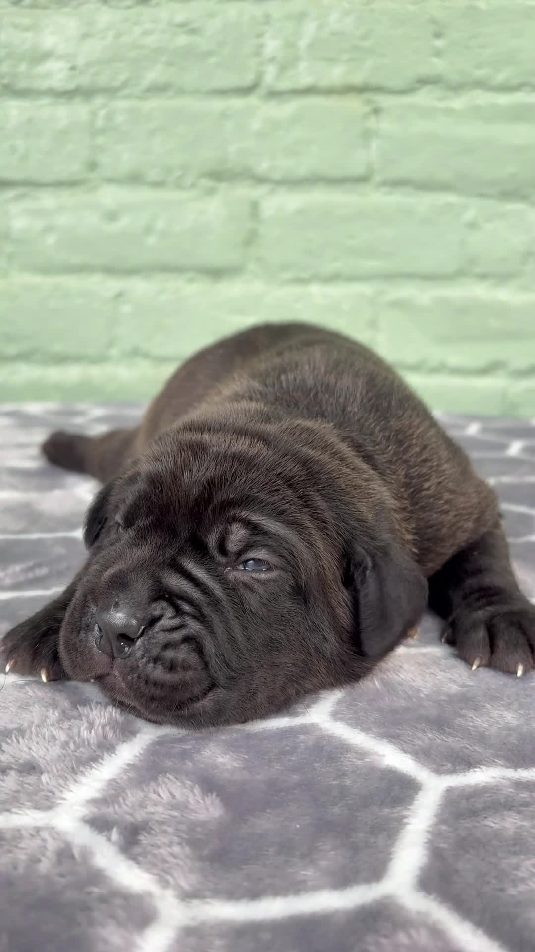 Cane Corso dogs for sale: Cane Corso 2 - Video 1