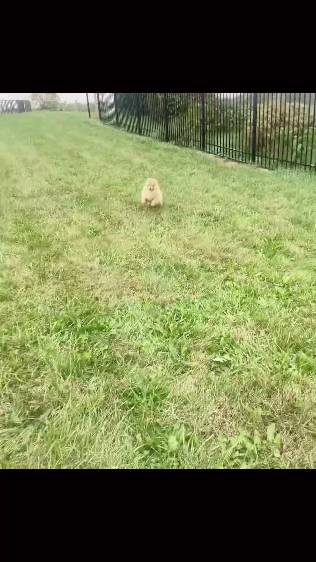 Pomeranian dogs for sale: Waylon AKC - Video 1