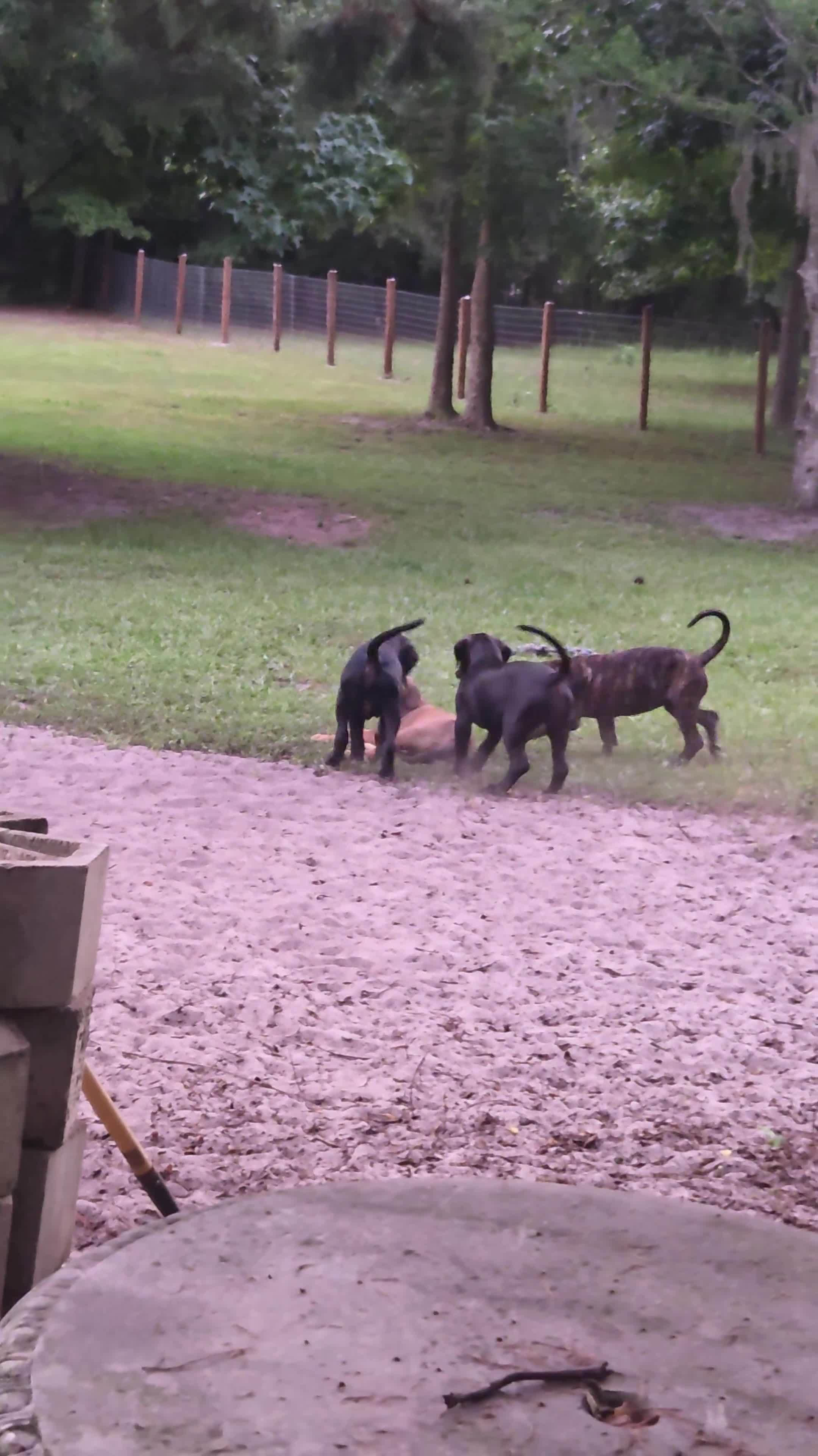 Cane Corso dogs for sale: Cane Corso 3 - Video 1