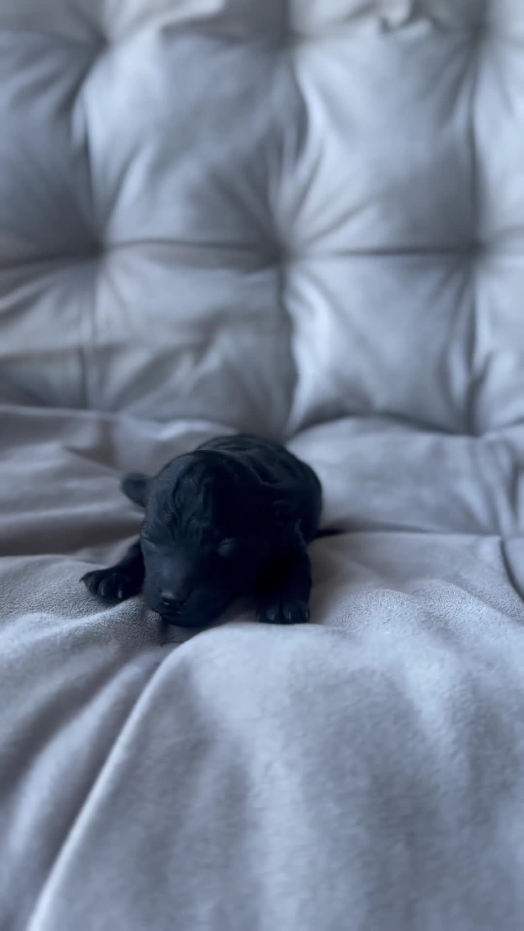 Toy Poodle dogs for sale: AKC Coal - Video 1