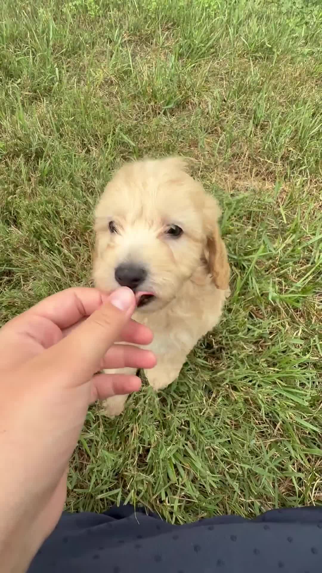 Aussiedoodle dogs for sale: Arrow - Video 1