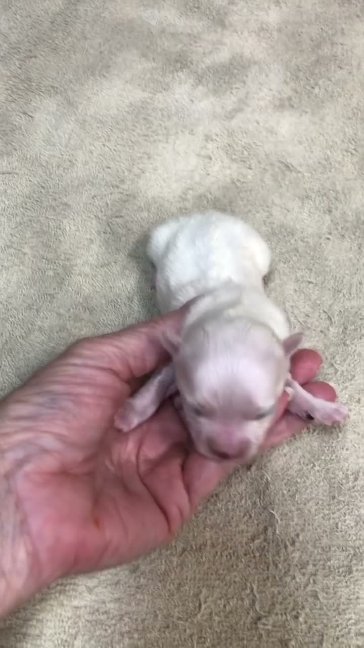 Maltese dogs for sale: Kenobi - Video 1