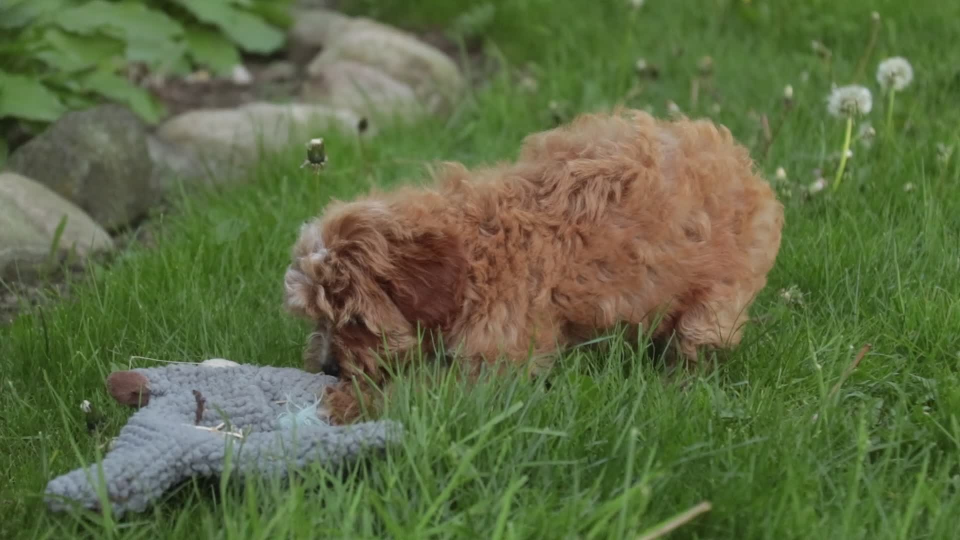 Cavapoo dogs for sale: Harper - Video 1
