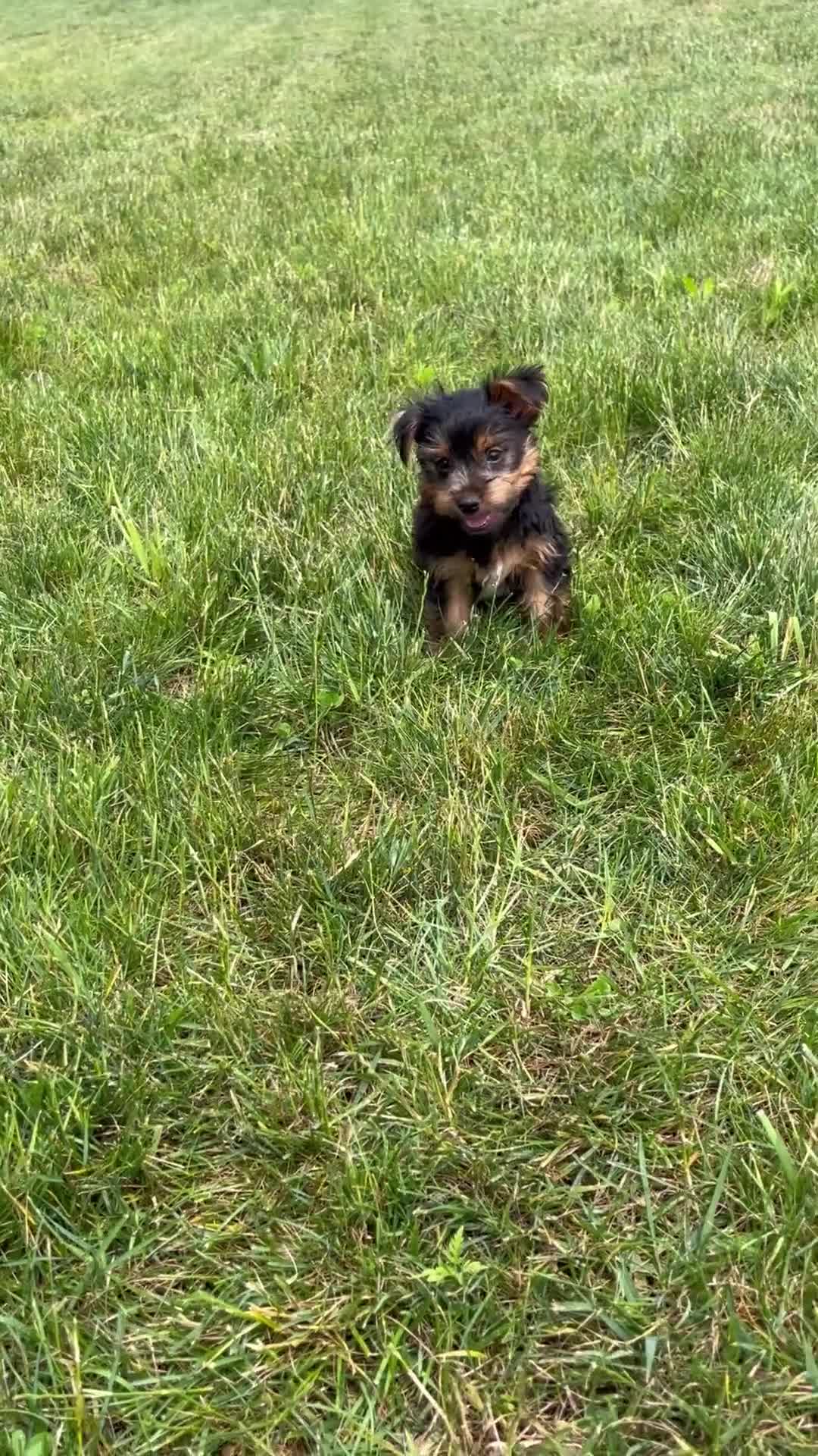 Yorkshire Terrier dogs for sale: Jasper - Video 1