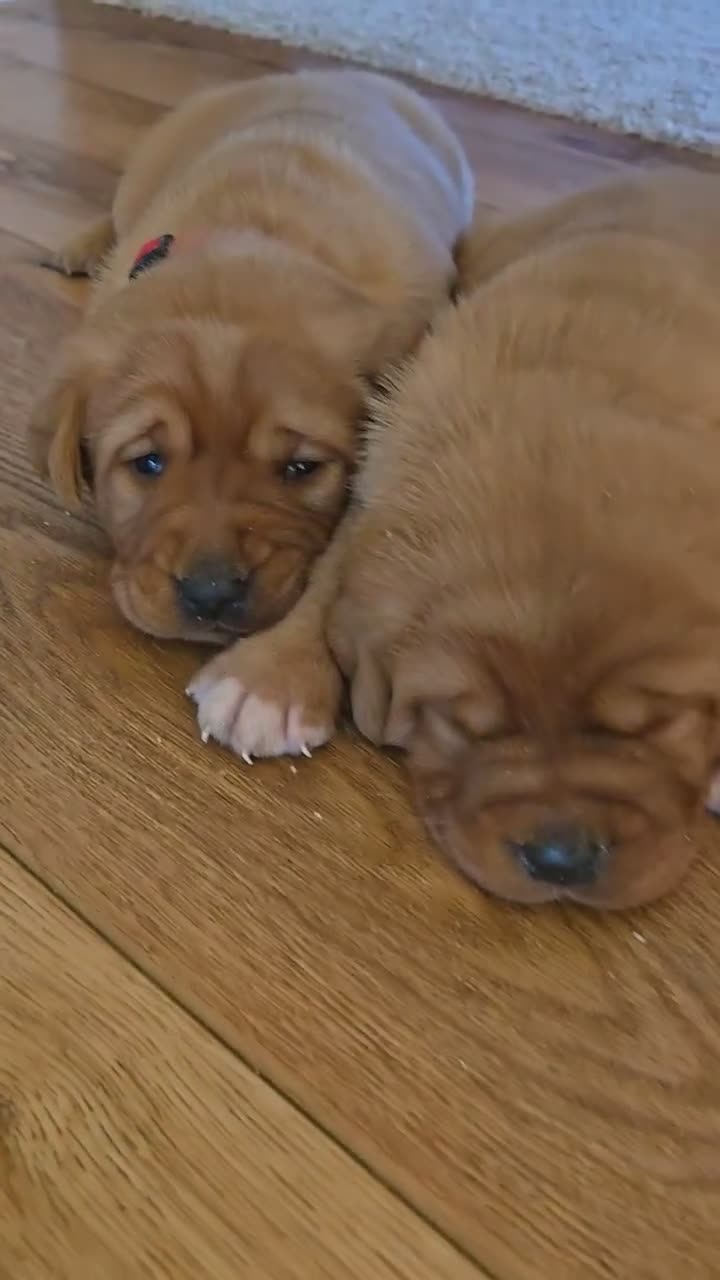 Labrador Retriever dogs for sale: Maggie - Video 1